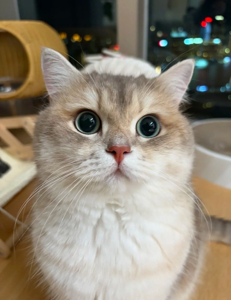 Ảnh mèo meme vô tri đang được yêu thích