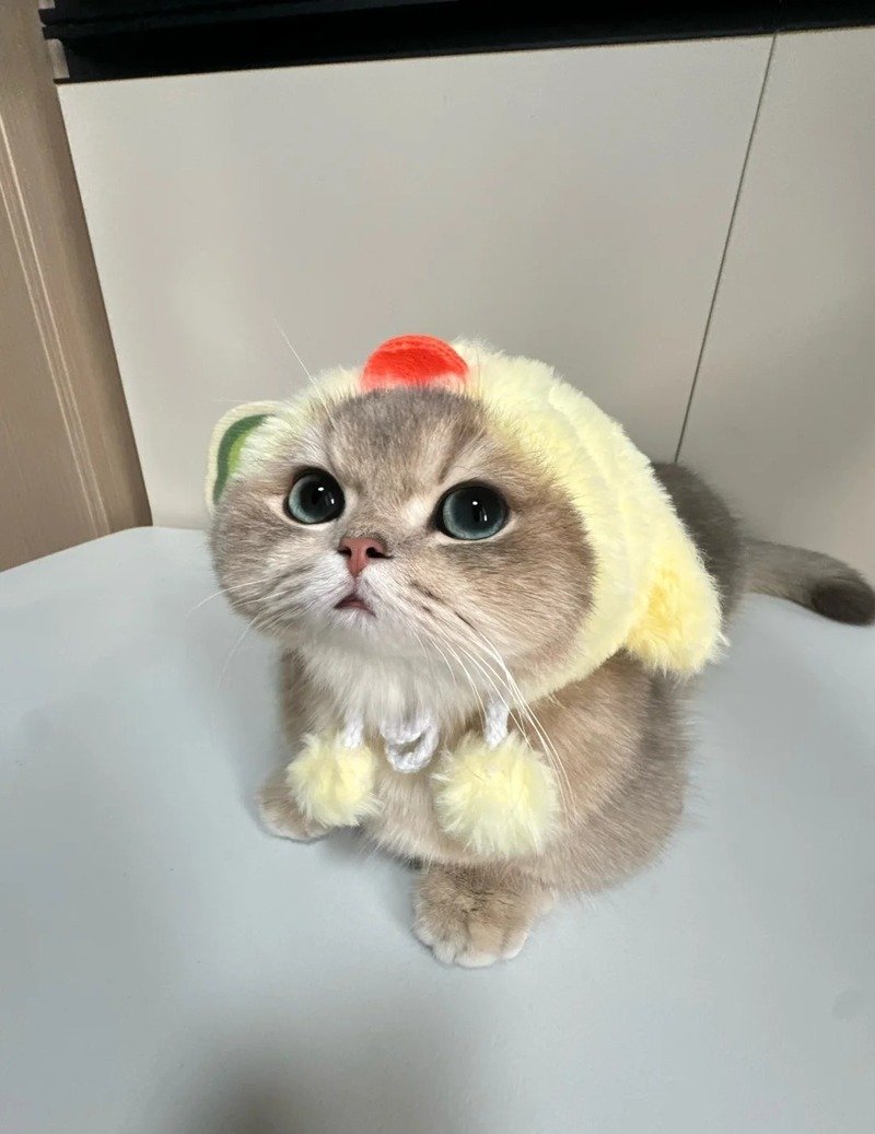 Avatar mèo ngơ ngác phong cách đáng yêu