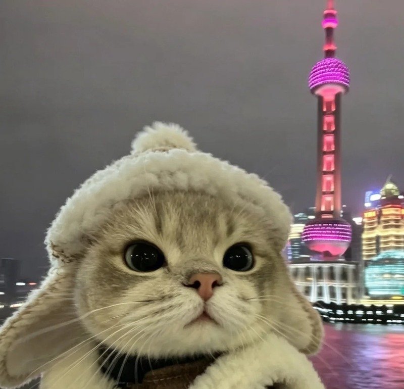 Hình ảnh mèo vô tri phong cách chibi