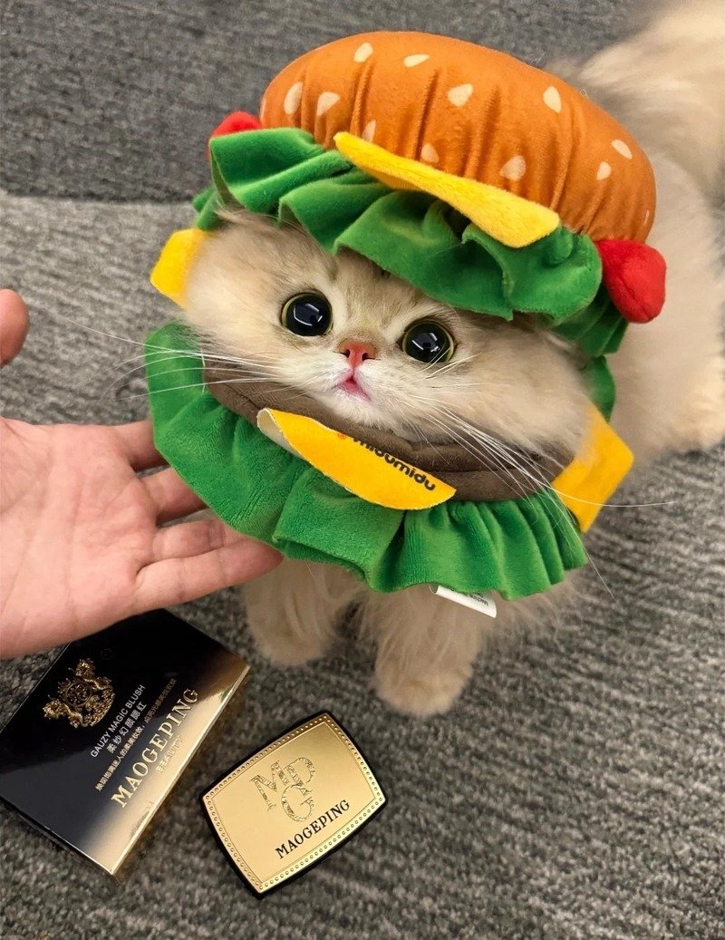 Avatar Mèo Vô Tri đáng yêu và độc đáo