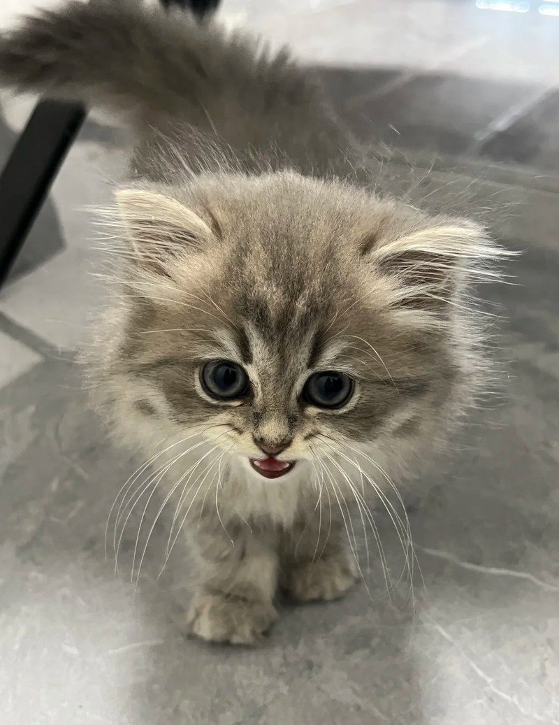 Ảnh mèo vô tri với ánh mắt ngơ ngác đáng yêu