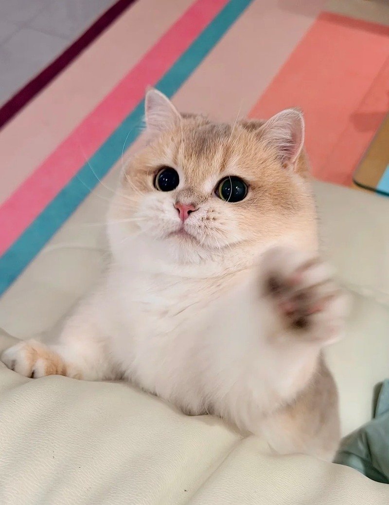 Hình ảnh mèo vô tri biểu cảm hài hước