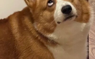 122+Ảnh chó hài vui nhộn khiến ai xem cũng bật cười