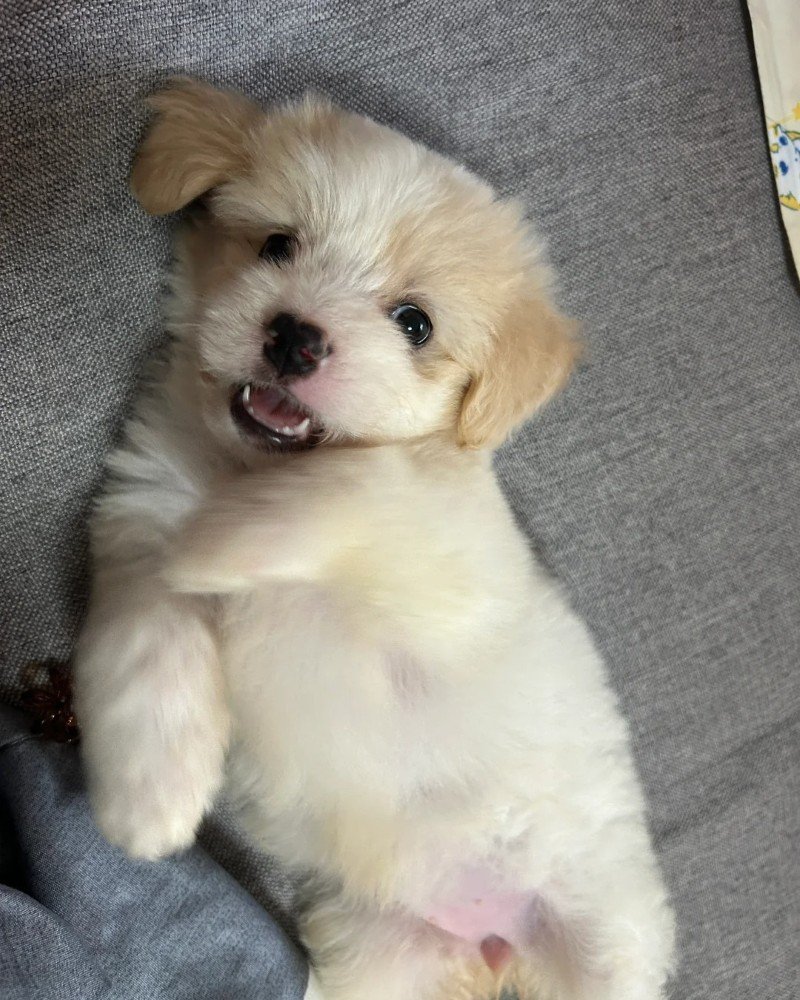 ảnh chó vô tri 1