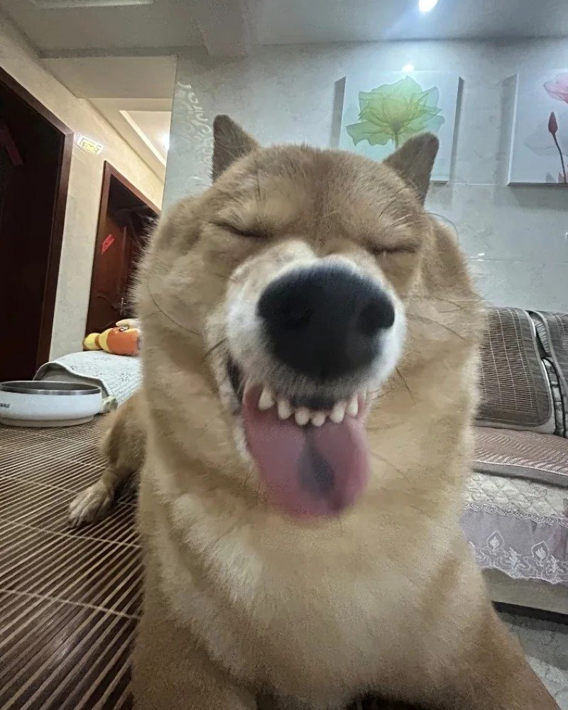 ảnh chó vô tri 10