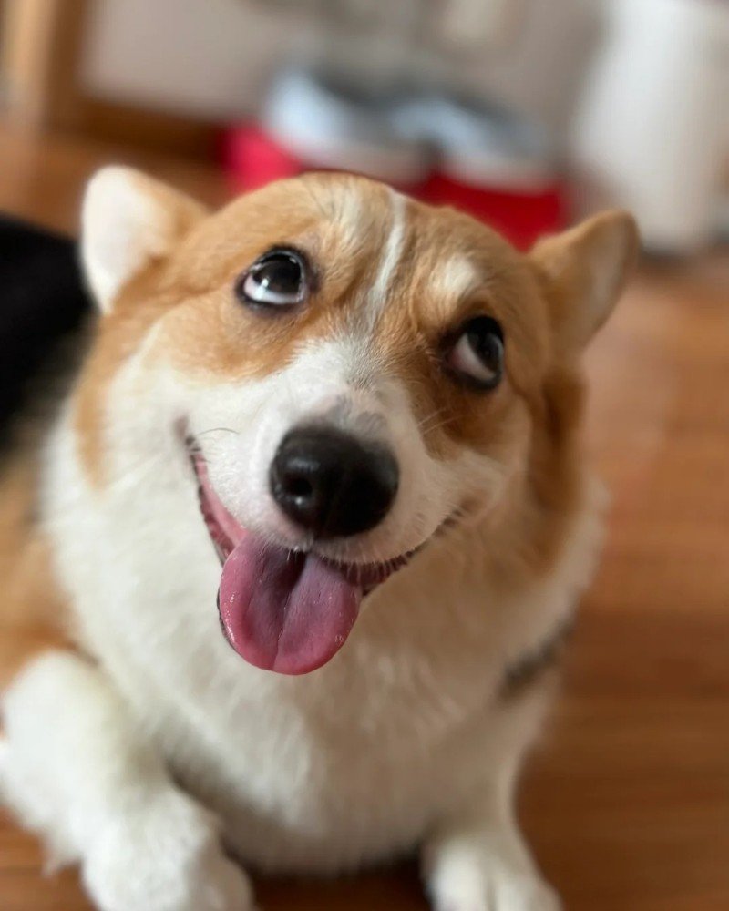 ảnh chó vô tri 11