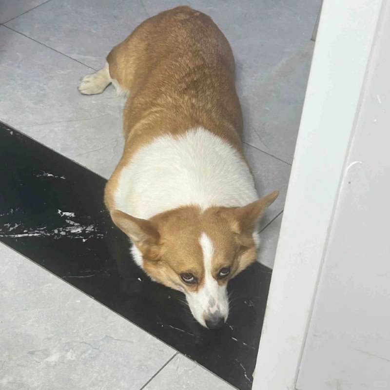 ảnh chó vô tri 12