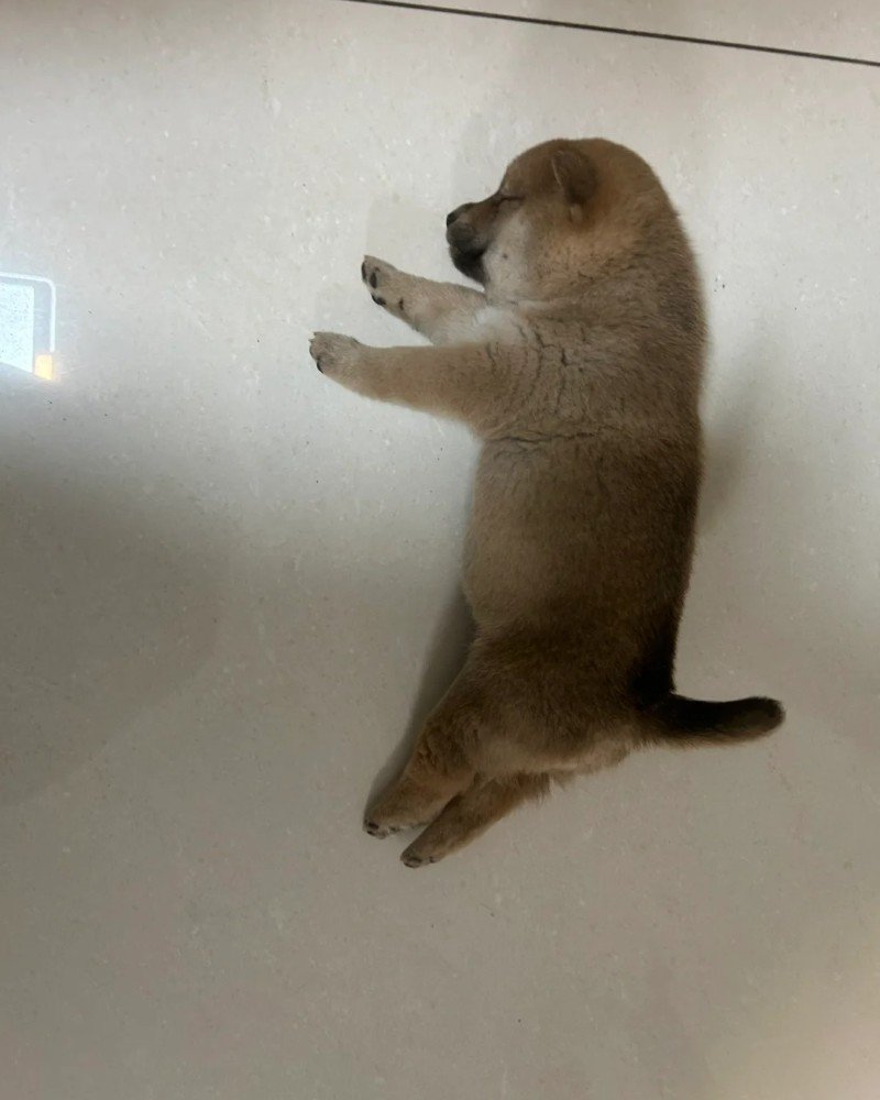 ảnh chó vô tri 14