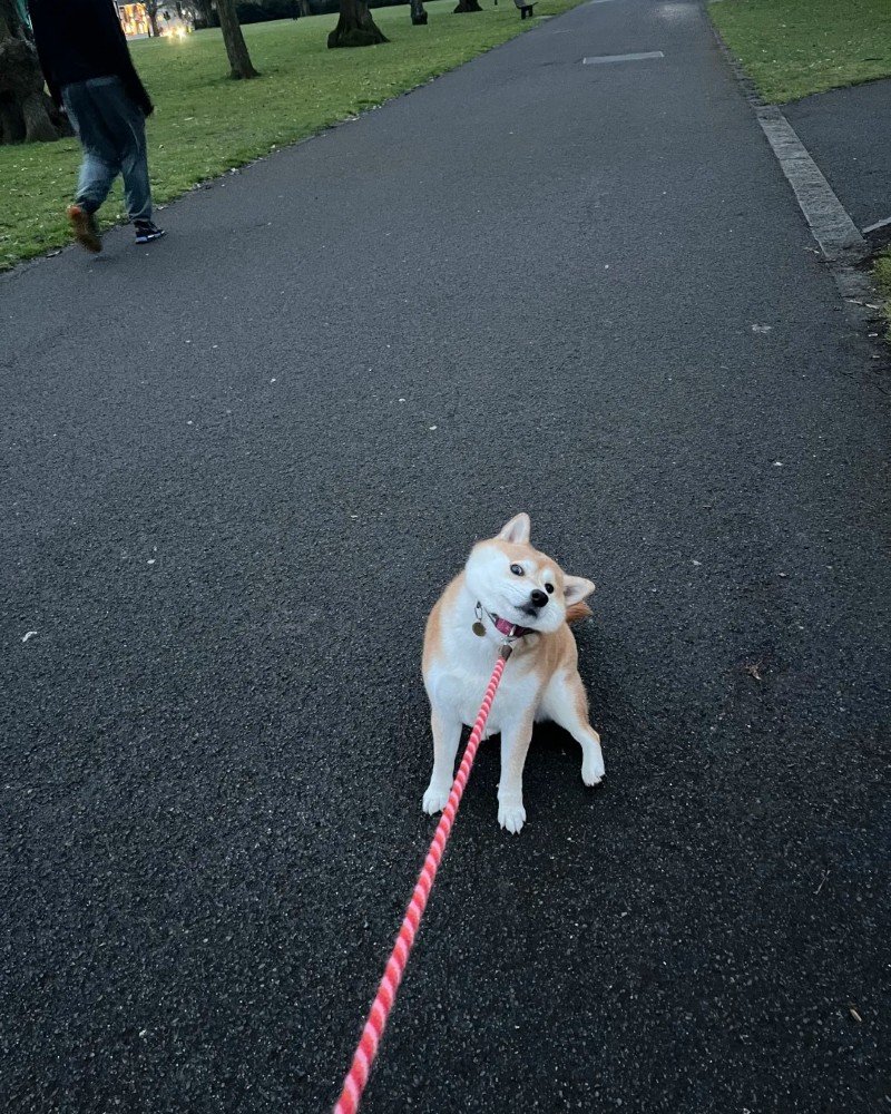 ảnh chó vô tri 16