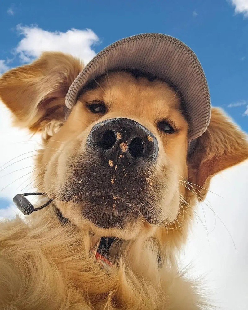 ảnh chó vô tri 17