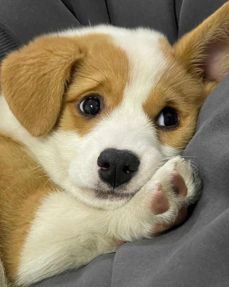 ảnh chó vô tri 18