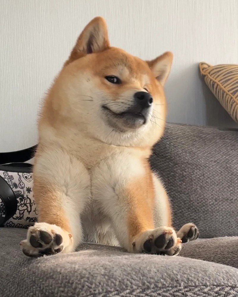 ảnh chó vô tri 19