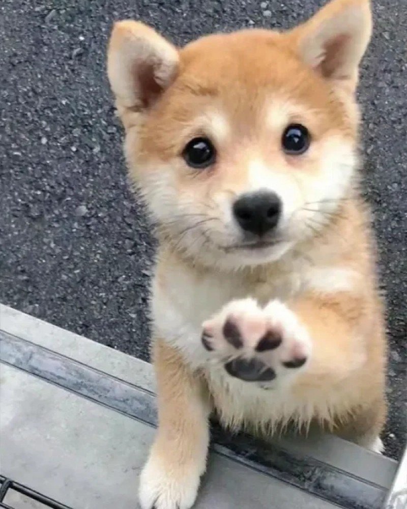 ảnh chó vô tri 2