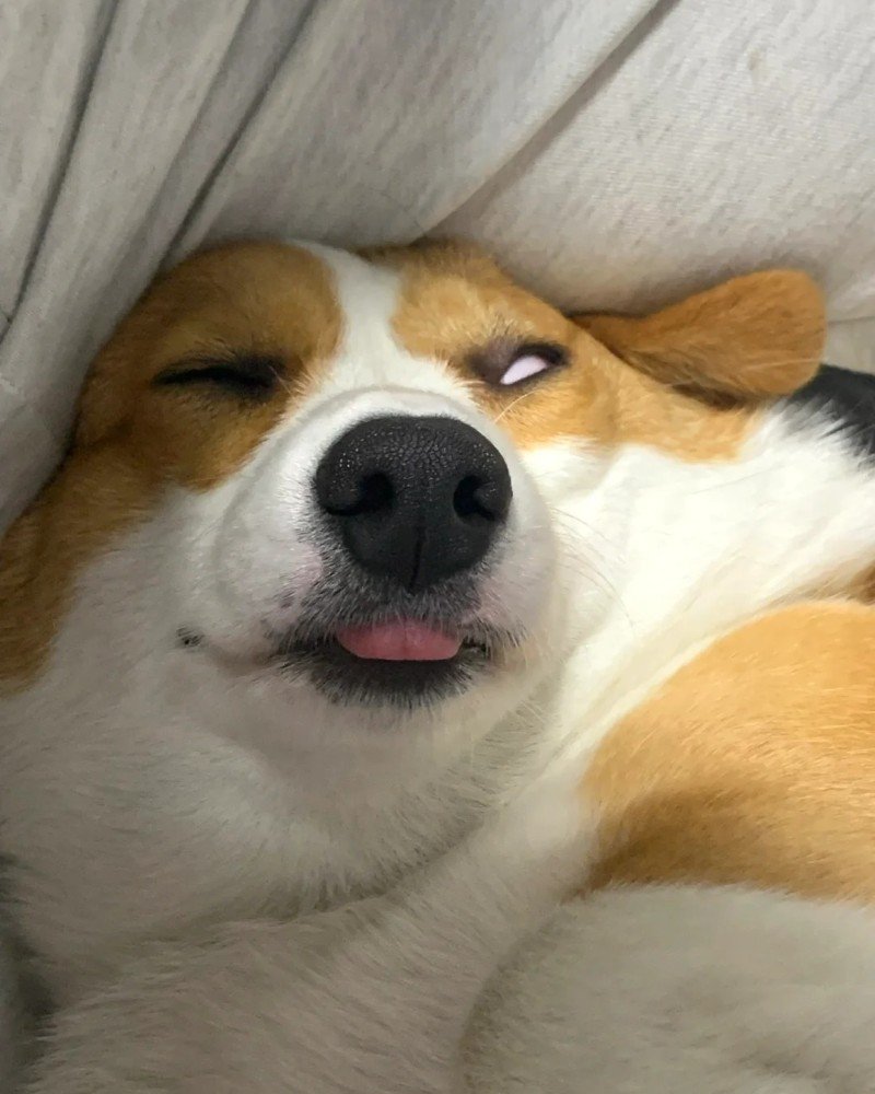 ảnh chó vô tri 20