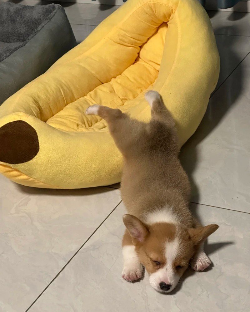 ảnh chó vô tri 21