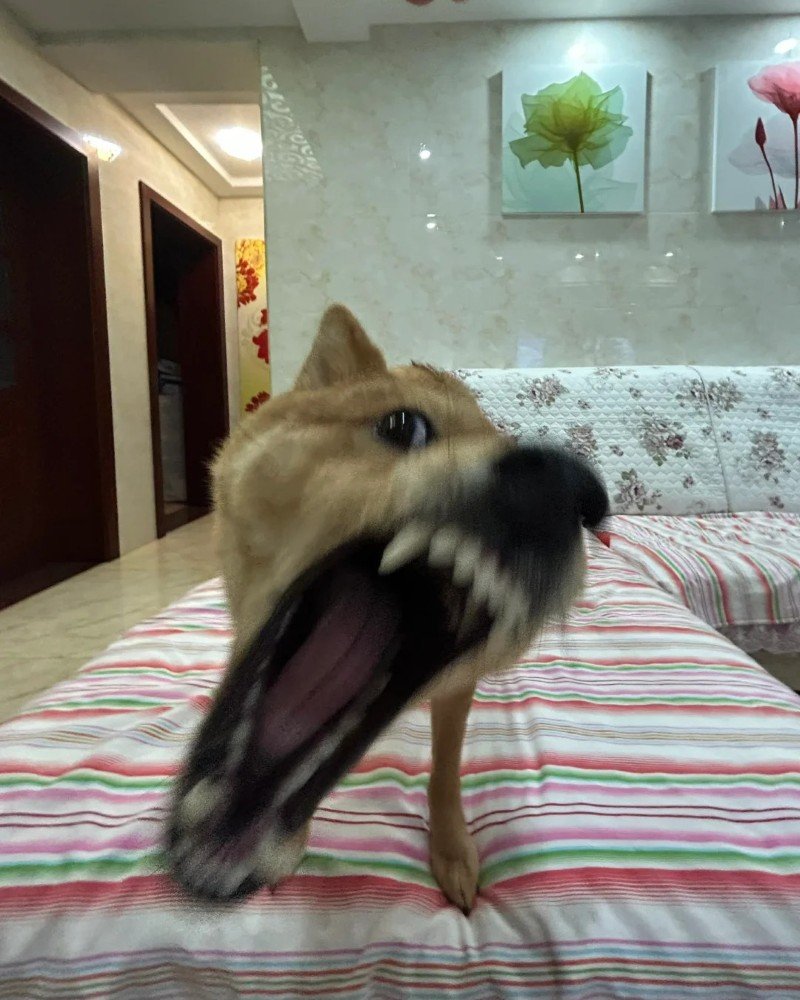 ảnh chó vô tri 22