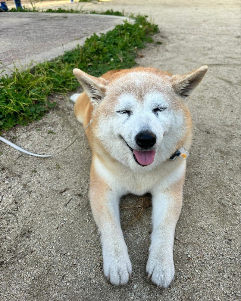 ảnh chó vô tri 23