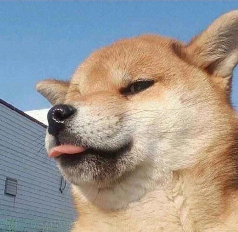 ảnh chó vô tri 24