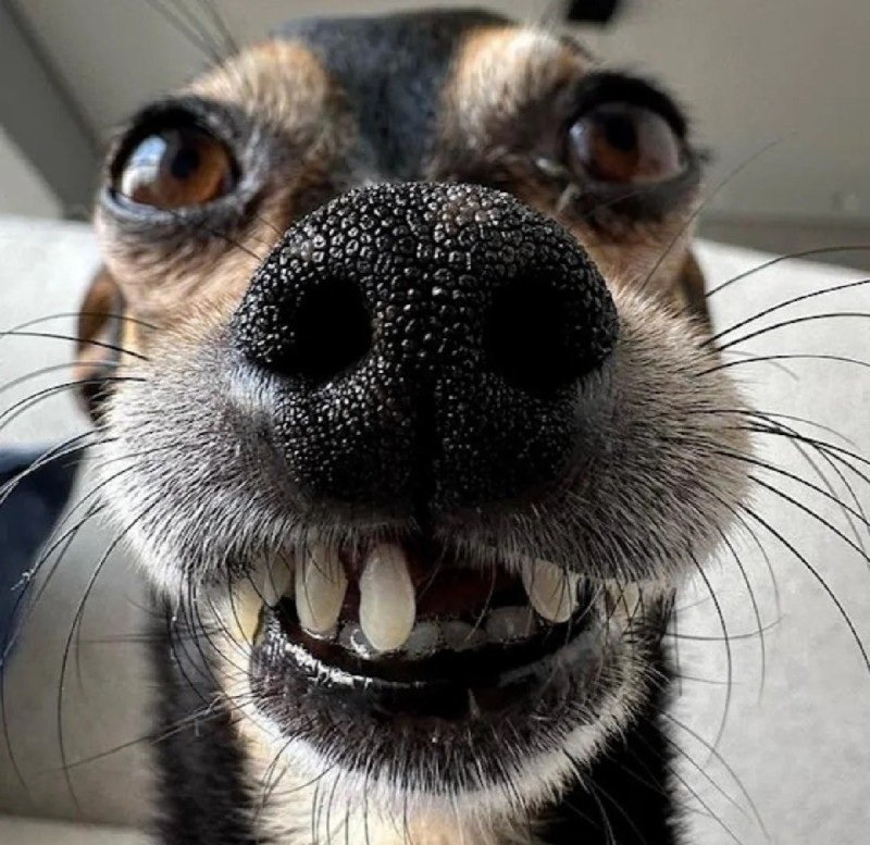 ảnh chó vô tri 25