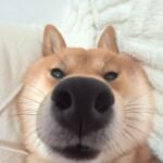 169+Ảnh chó vô tri với biểu cảm lạnh lùng khó đoán