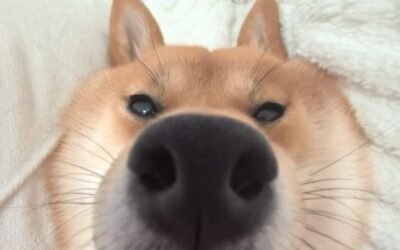 169+Ảnh chó vô tri với biểu cảm lạnh lùng khó đoán