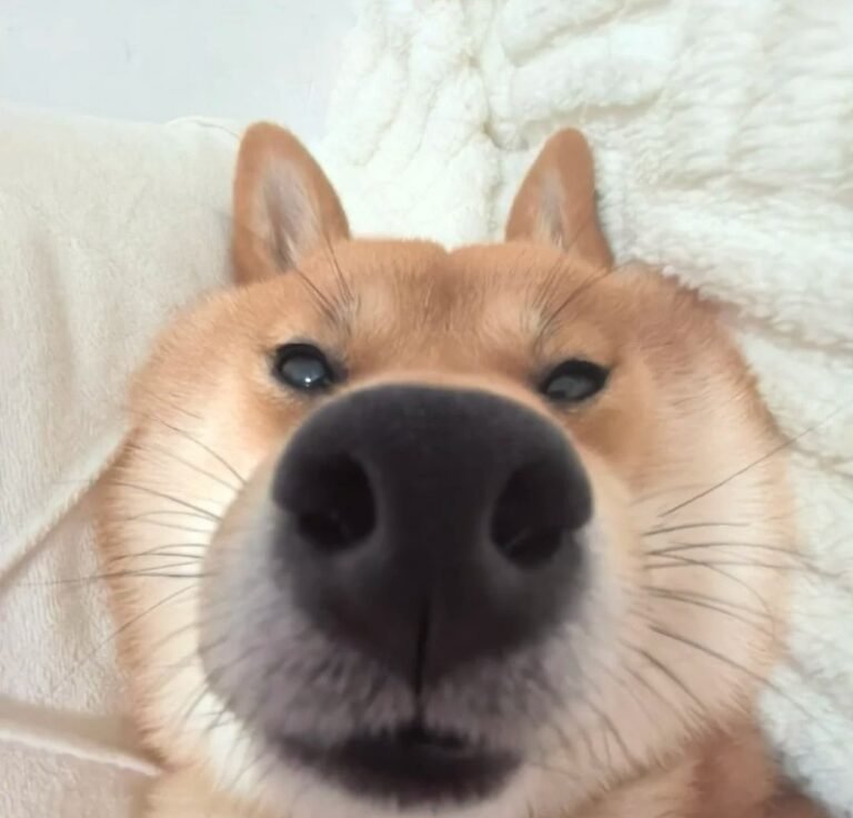 169+Ảnh chó vô tri với biểu cảm lạnh lùng khó đoán