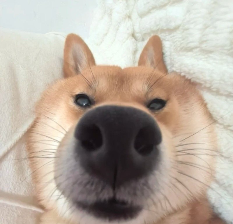 ảnh chó vô tri 26