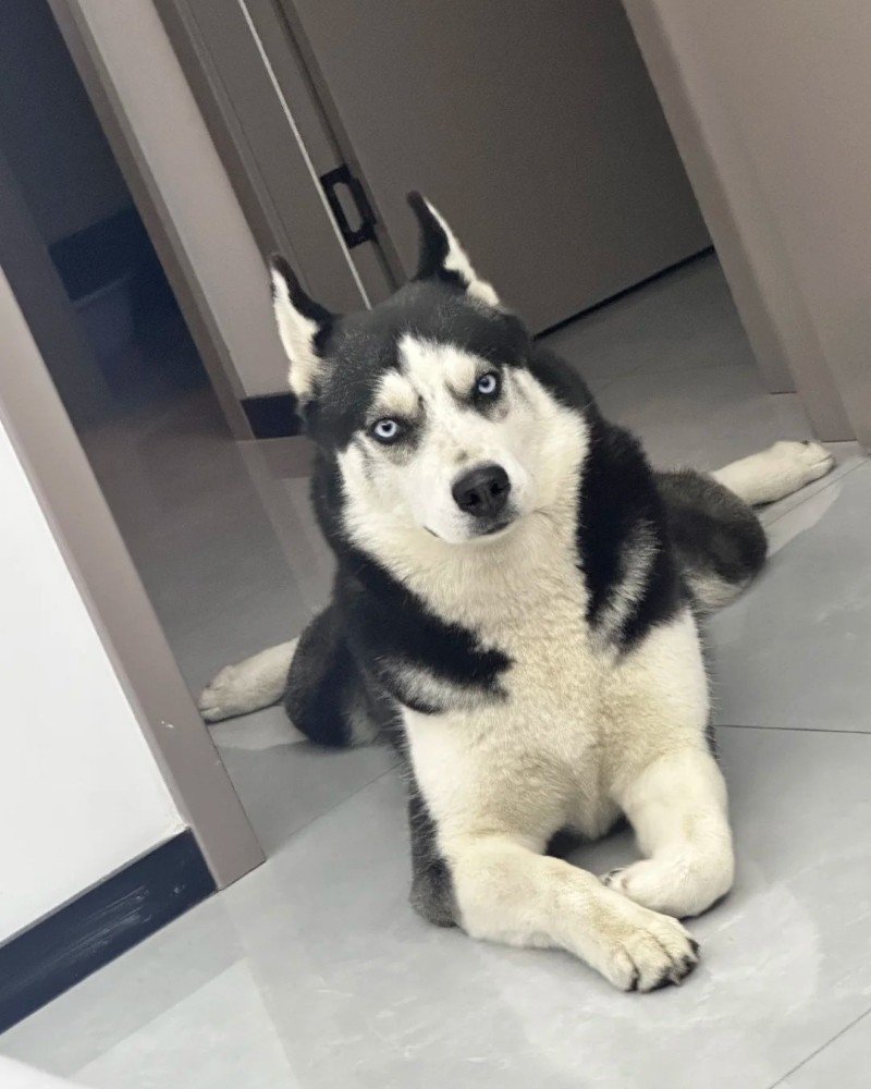 ảnh chó vô tri 27