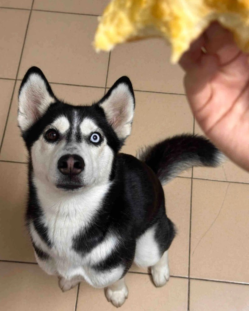 ảnh chó vô tri 28