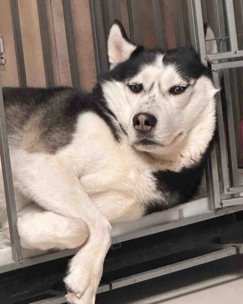 ảnh chó vô tri 29