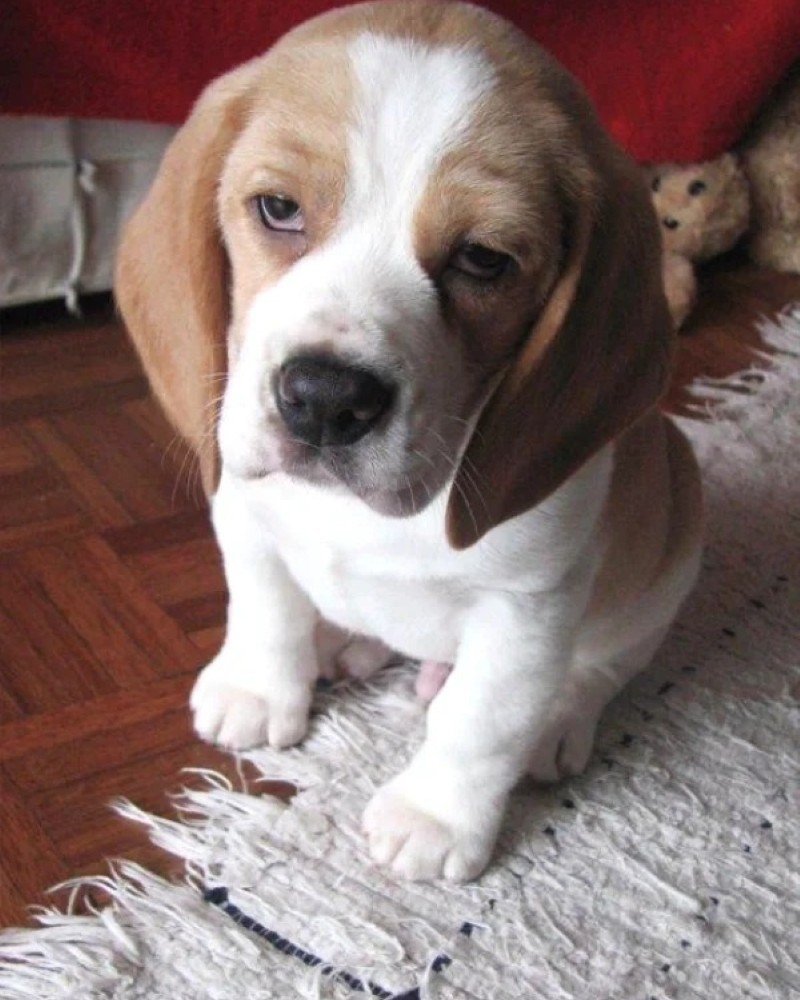 ảnh chó vô tri 30