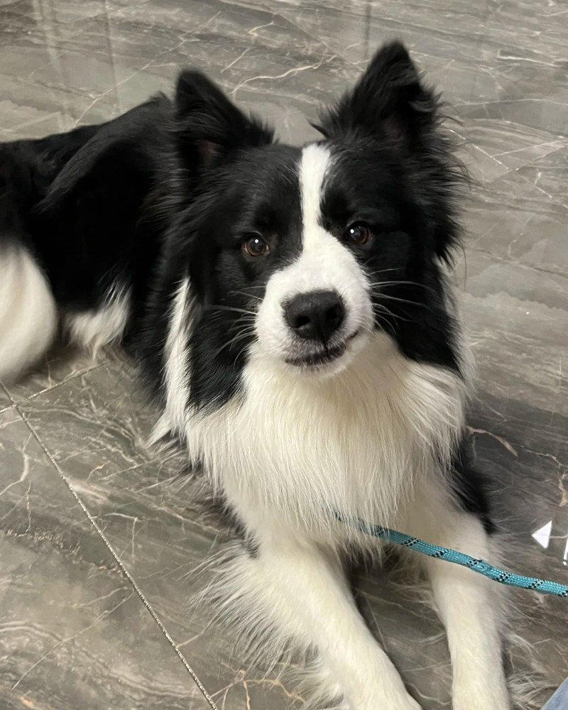 ảnh chó vô tri 31