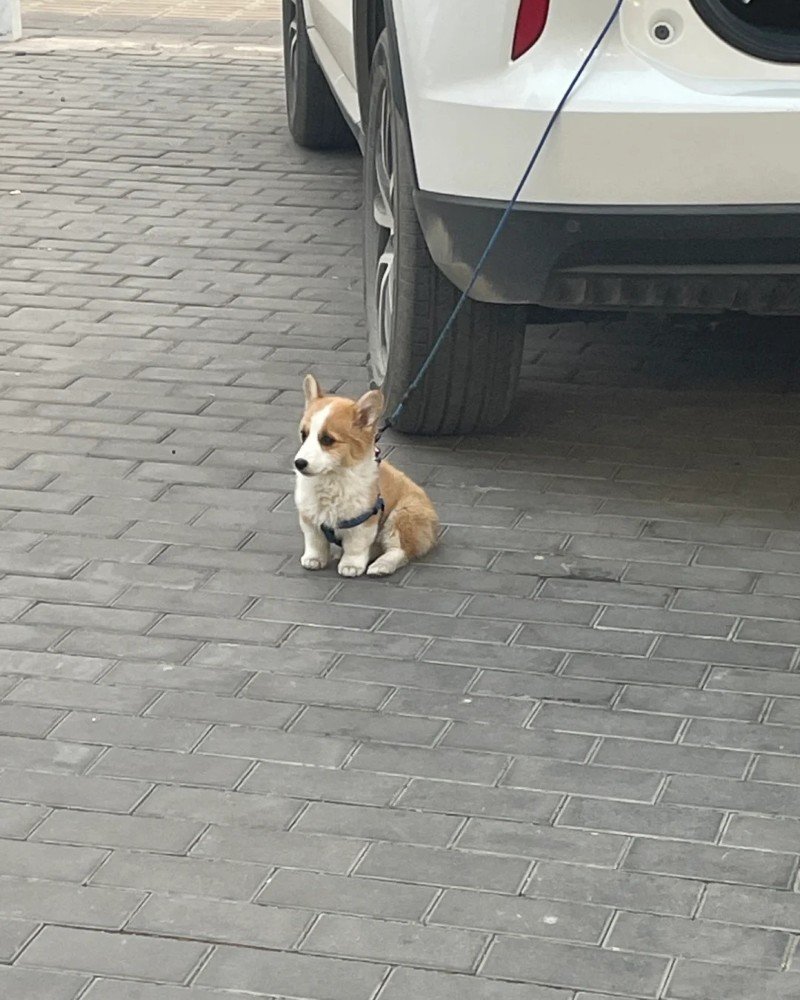 ảnh chó vô tri 4