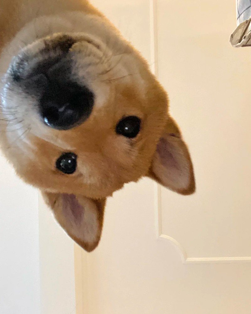 ảnh chó vô tri 5