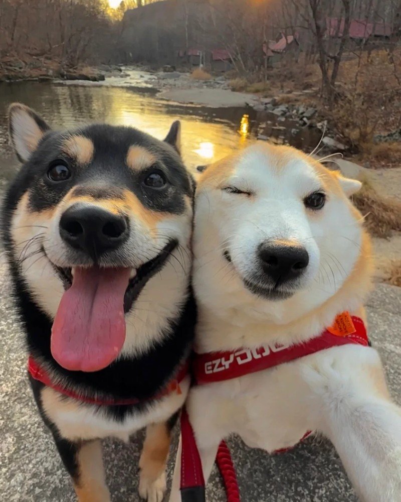 ảnh chó vô tri 6