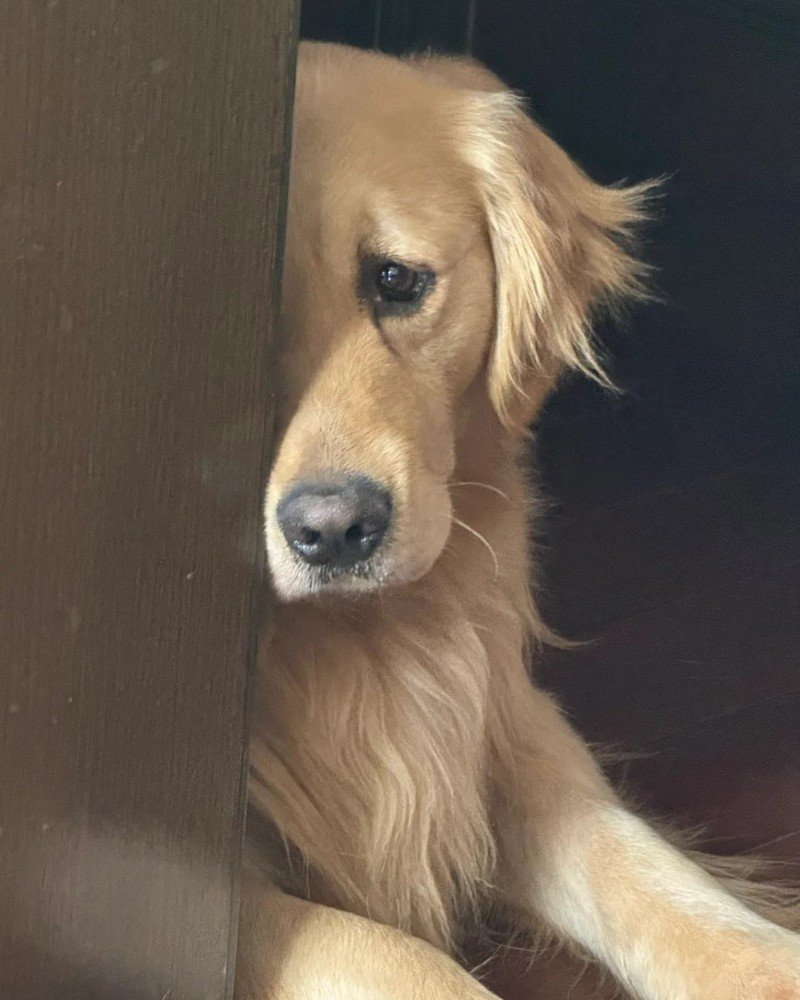 ảnh chó vô tri 7