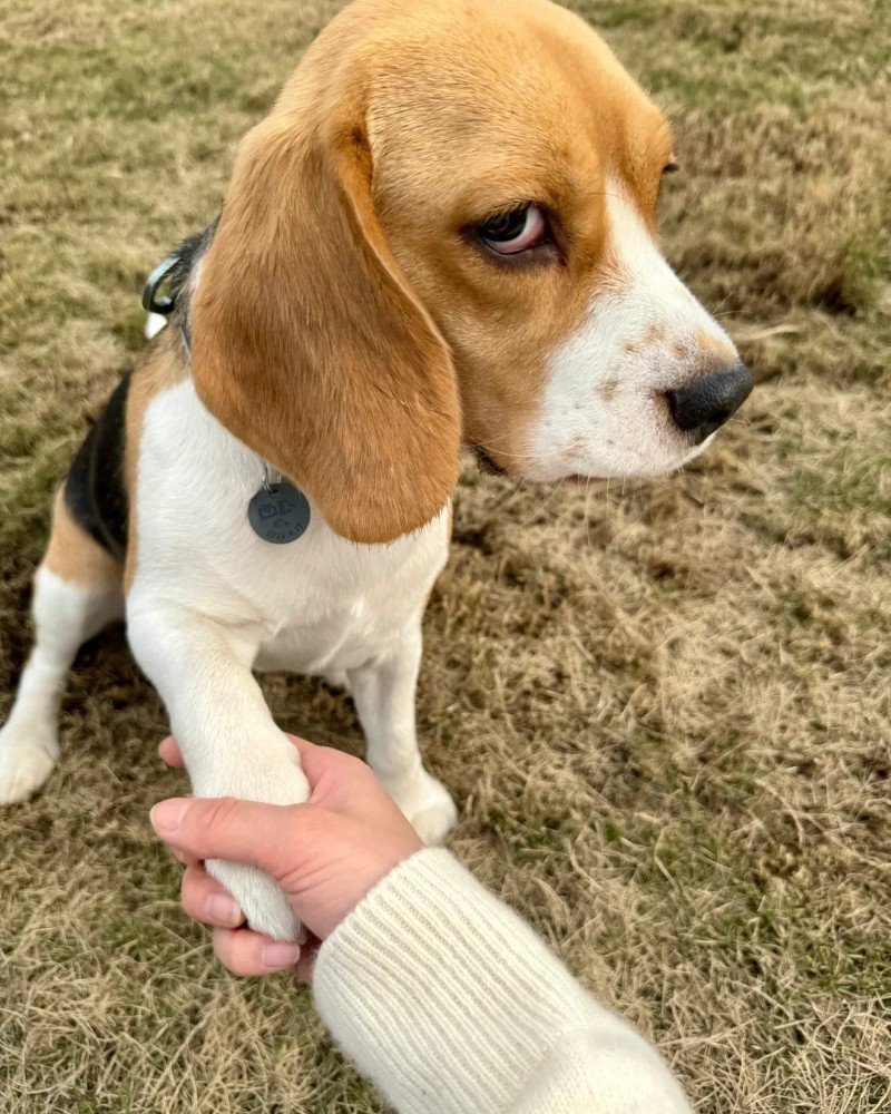 ảnh chó vô tri 8