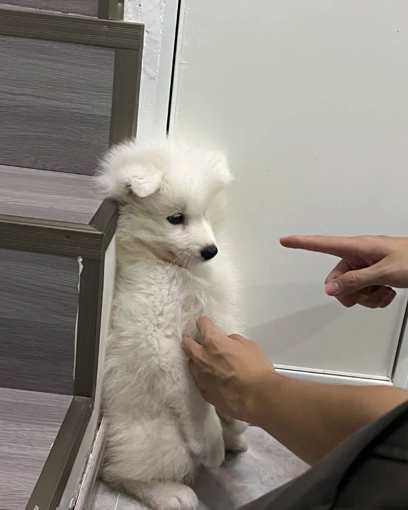 ảnh chó vô tri 9