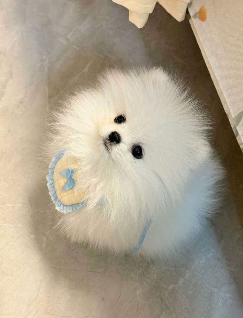 Ảnh chó con đáng yêu với đôi tai xinh xắn