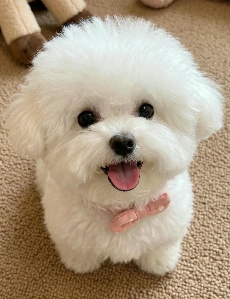 Chú chó nhỏ đang chơi đùa ngoài trời
