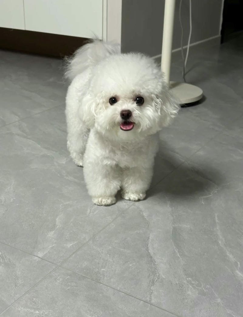 Ảnh con chó cute đang vui đùa trên bãi cỏ xanh