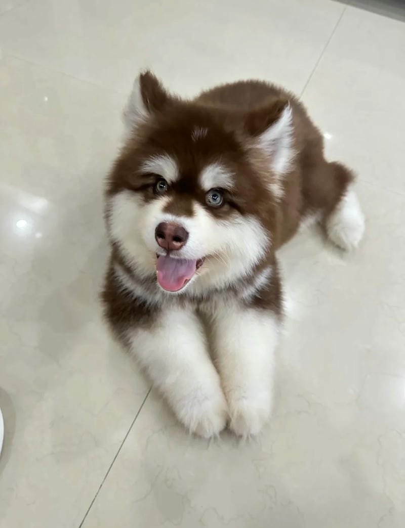 Chú cún con đang ngồi trên thảm cỏ xanh