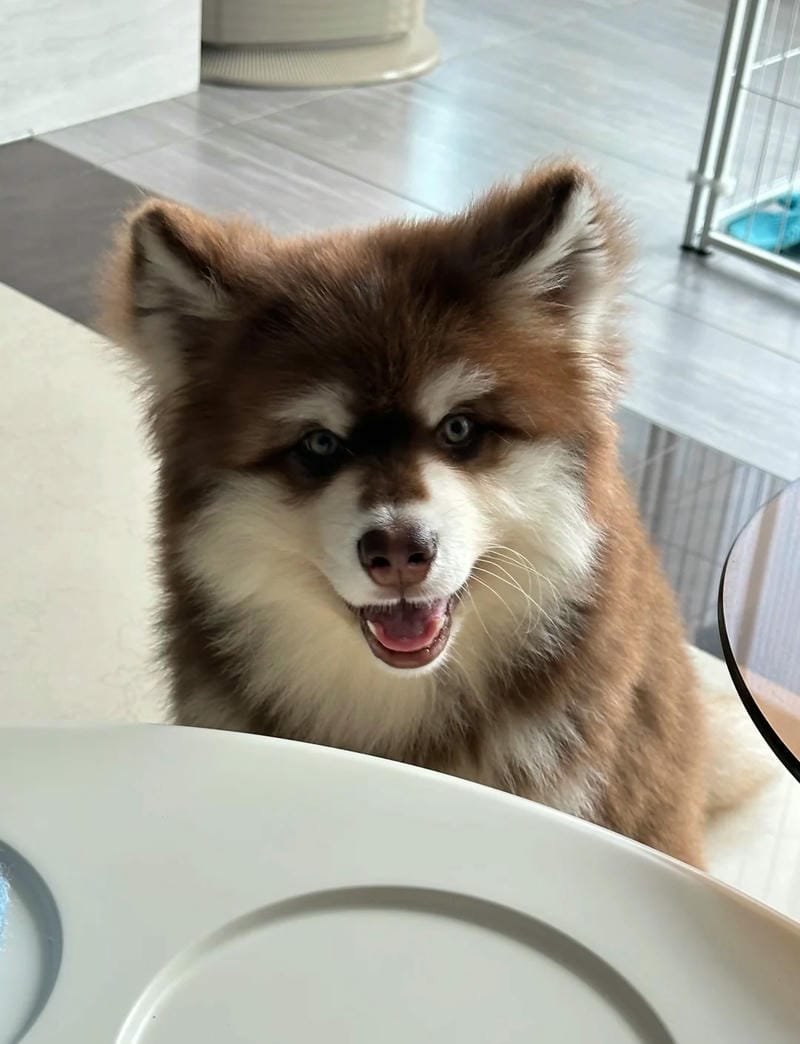 Ảnh thú cưng dễ thương được nhiều người yêu thích