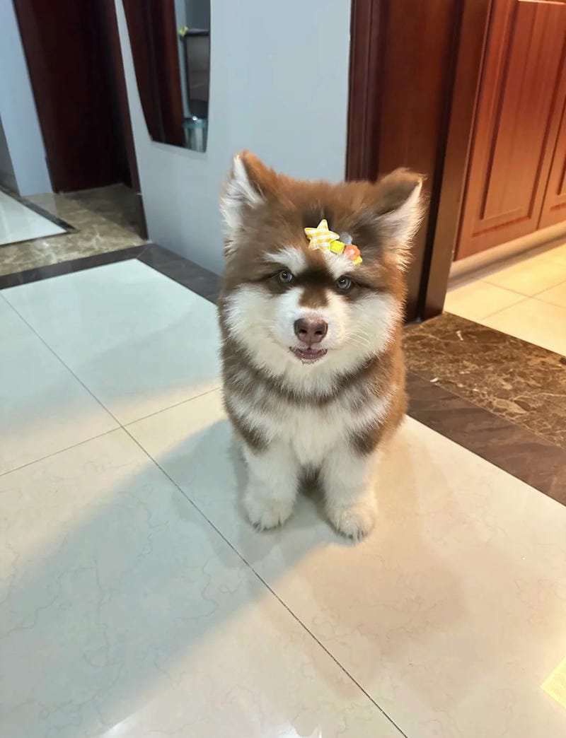Hình cún đáng yêu giữa thiên nhiên xanh mát