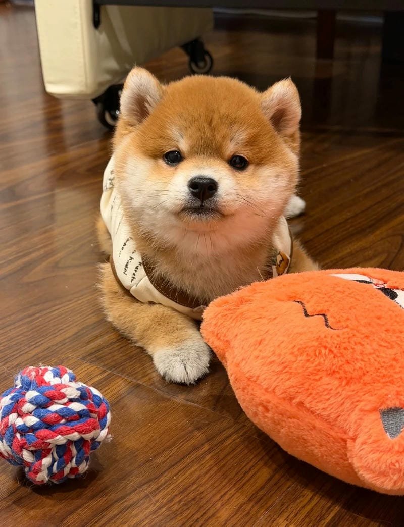Ảnh con chó cute làm hình nền điện thoại đẹp mắt