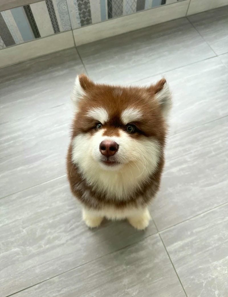 Ảnh chó nhỏ ngộ nghĩnh với biểu cảm đáng yêu