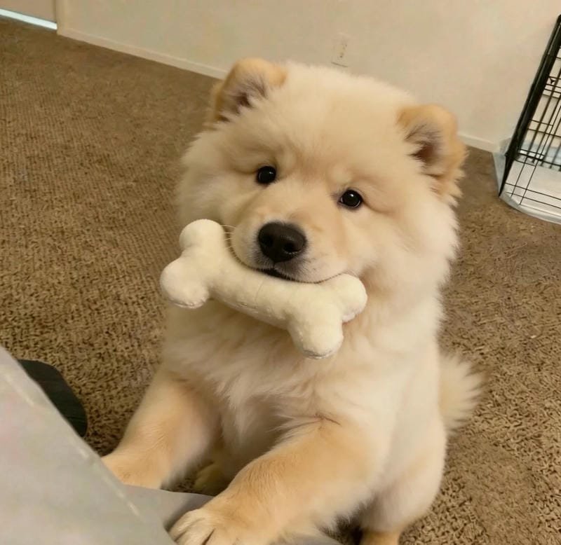 Chú thú cưng dễ thương đang nghỉ ngơi