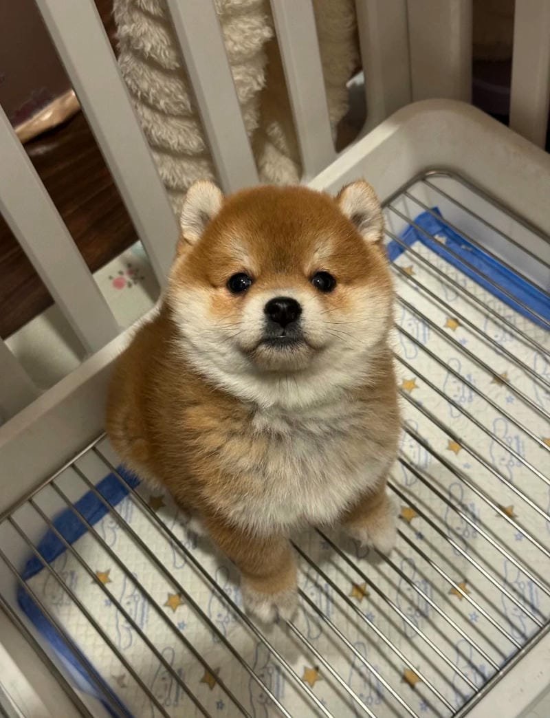 Ảnh con chó cute với bộ lông mềm mại dễ thương