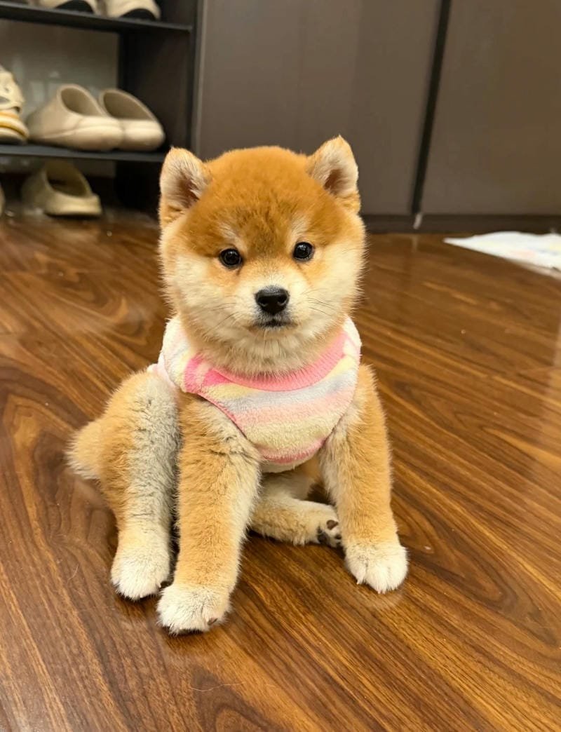 Ảnh con chó cute được nhiều người yêu thích hiện nay
