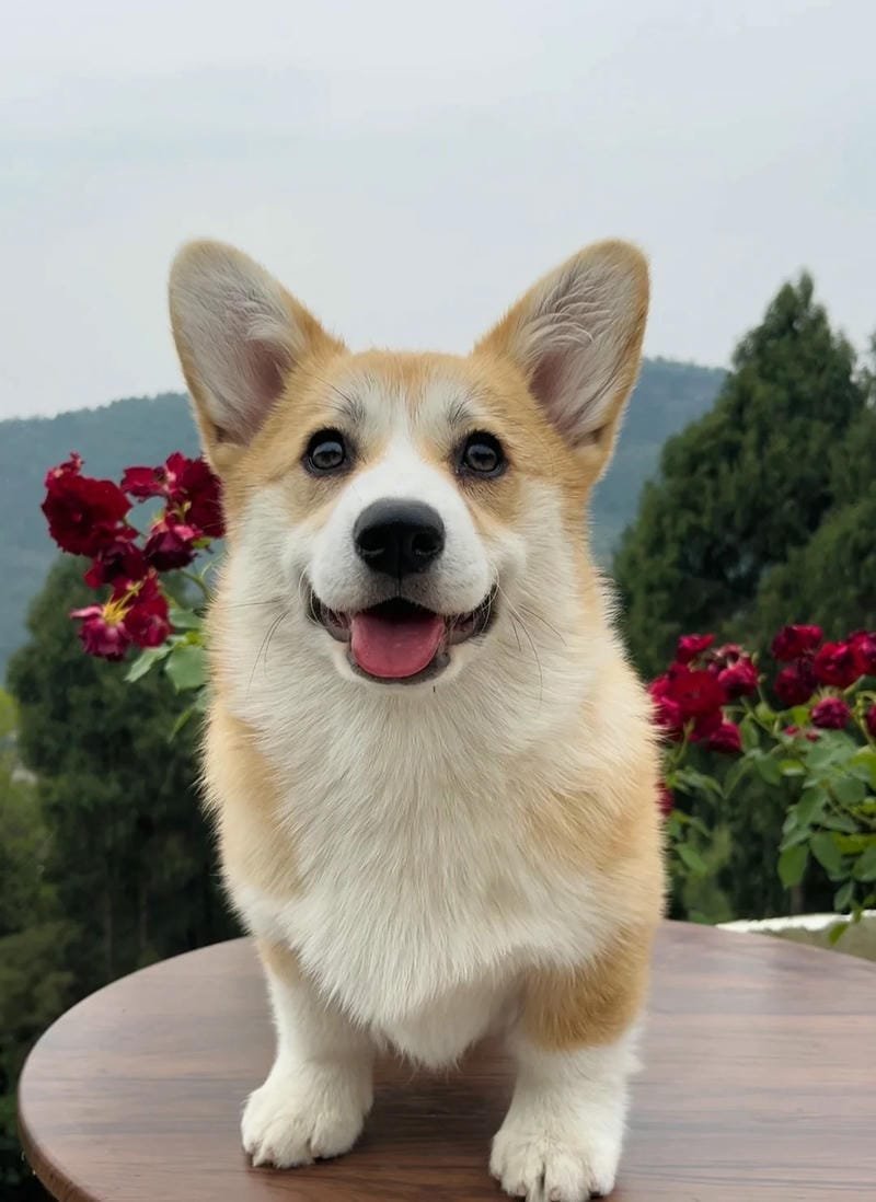 Ảnh con chó cute với biểu cảm ngộ nghĩnh đáng yêu